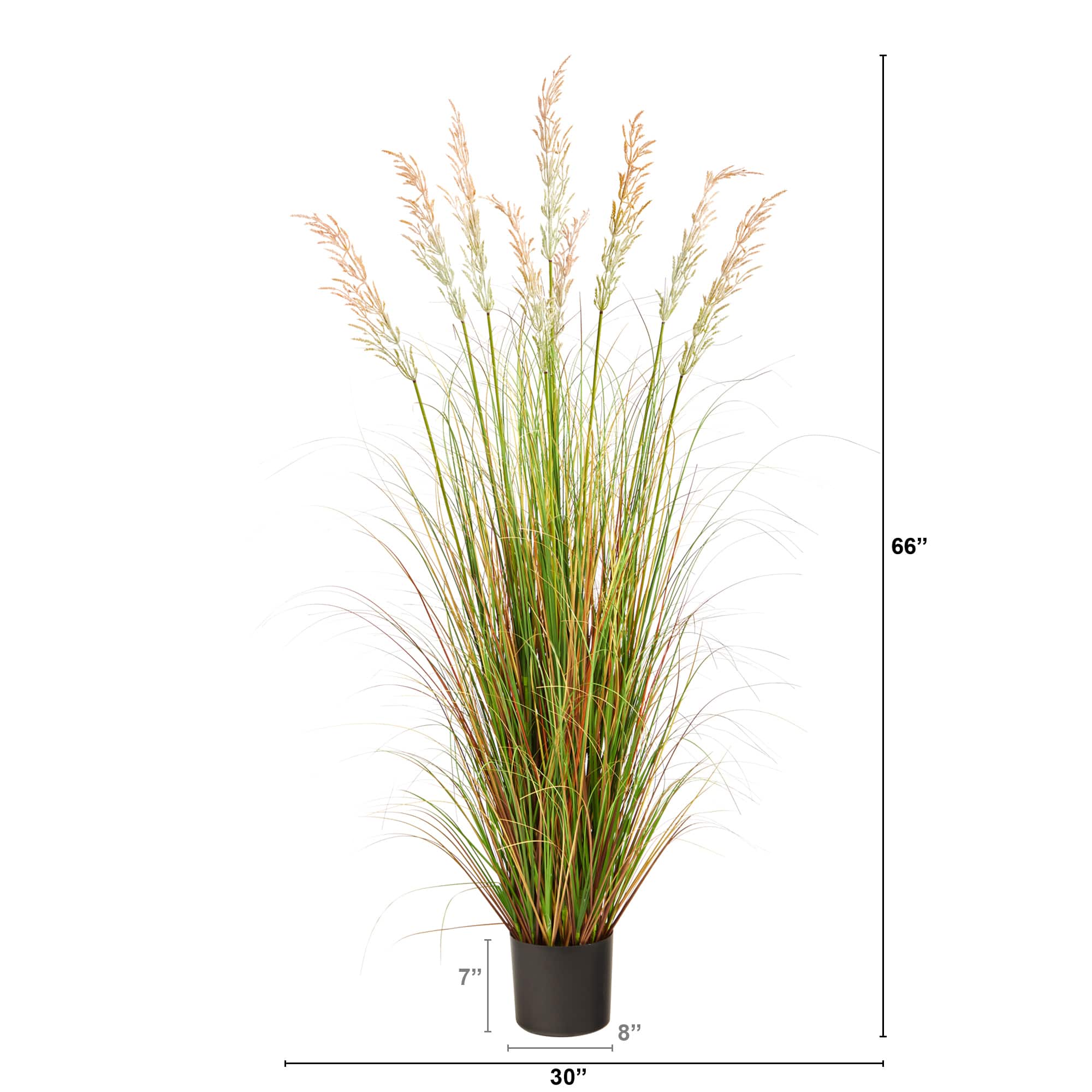 5.5ft. Potted Plume Grass
